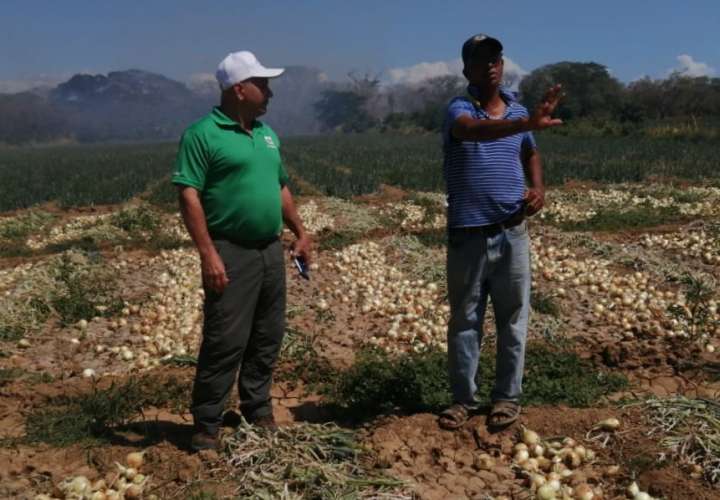 Arranca la cosecha de cebolla en Coclé con un aumento de 33%