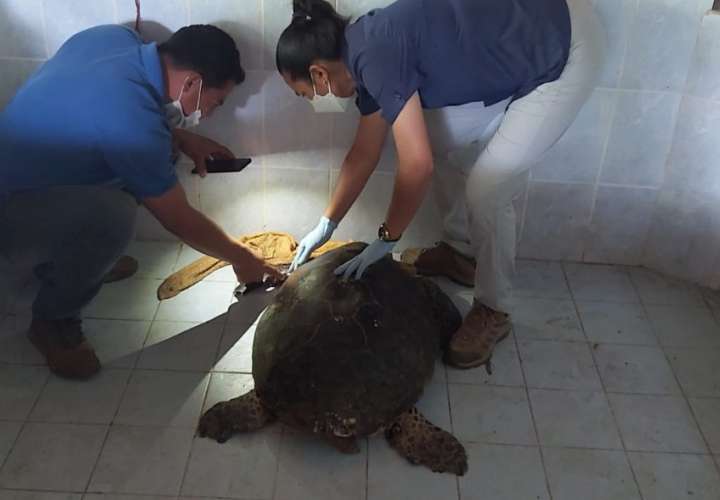 Perros atacan a tortuga marina en Veraguas