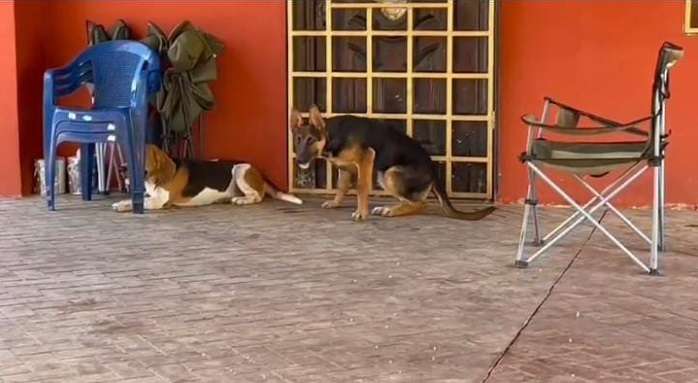 Ya son alrededor de 15 perros los que han muerto envenenados en San Pablo Viejo.